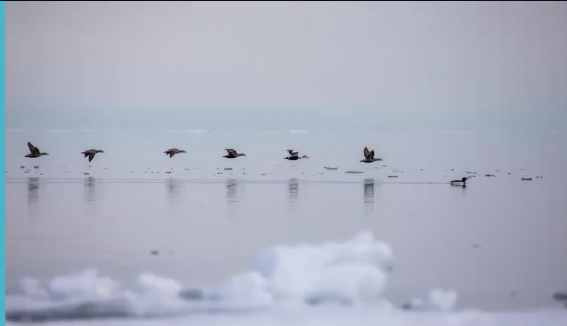 Water fowl flying in a line just over an ice filled inlet with reflections on the water